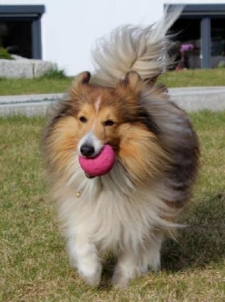 Mogli von der Liebenau