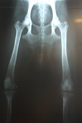 Dayen R�ntgenaufnahme * HD-A