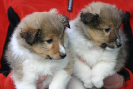 Logan & Liam 6 Wochen alt