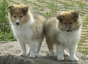 Logan & Liam 10 Wochen alt